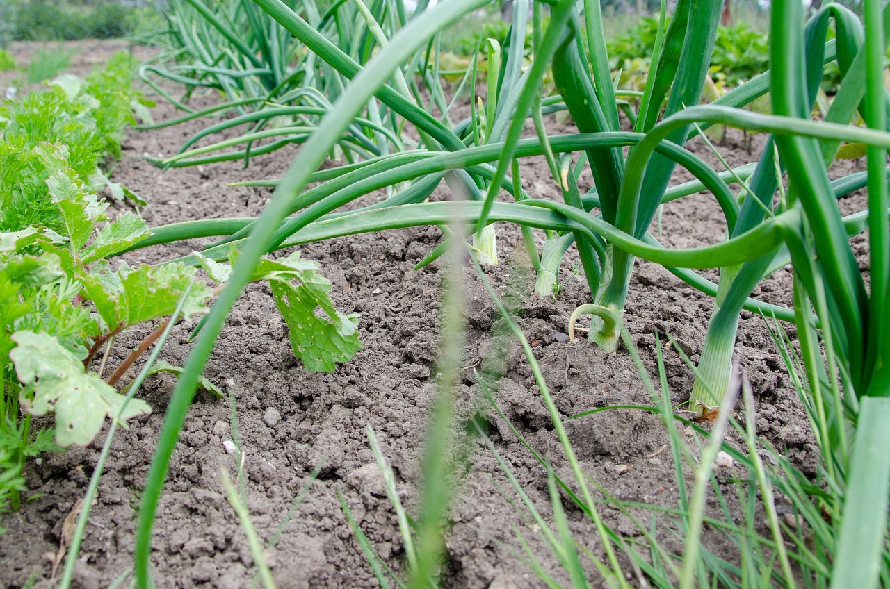 Vegetable Gardening for Beginners: Tips and Tricks